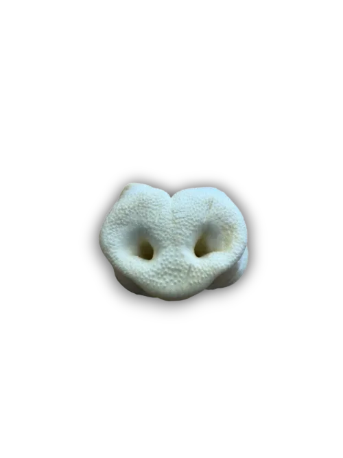 Anco | Puffed Pig Snout