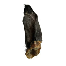 Nova | Buffalo Ear Hairy