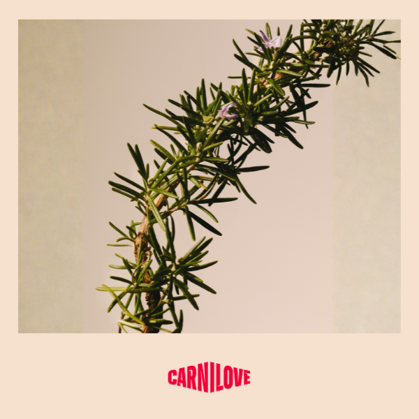 Carnilove | Active Dog Lamb & Wildboar