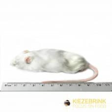 Kiezebrink | Whole Mouse & Mice