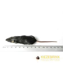 Load image into Gallery viewer, Kiezebrink - Mouse/Mice
