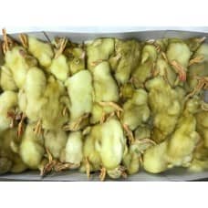 Kiezebrink | Frozen Ducklings