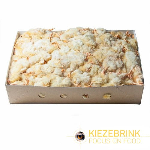 Kiezebrink | Day Old Chicks 10kg