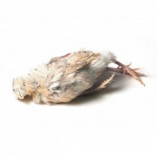 Kiezebrink | English Small Quail