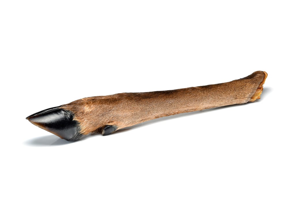 Nova | Hairy Deer Leg