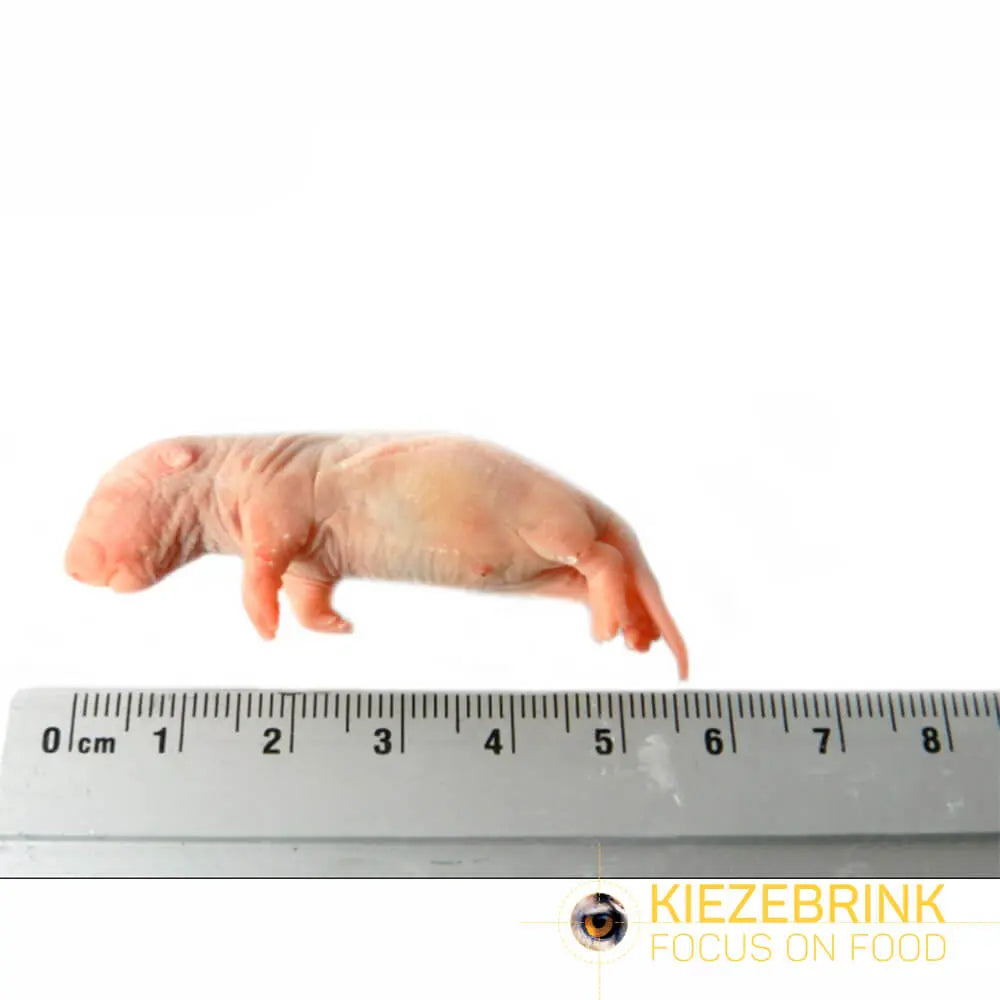 Kiezebrink | Whole Rats