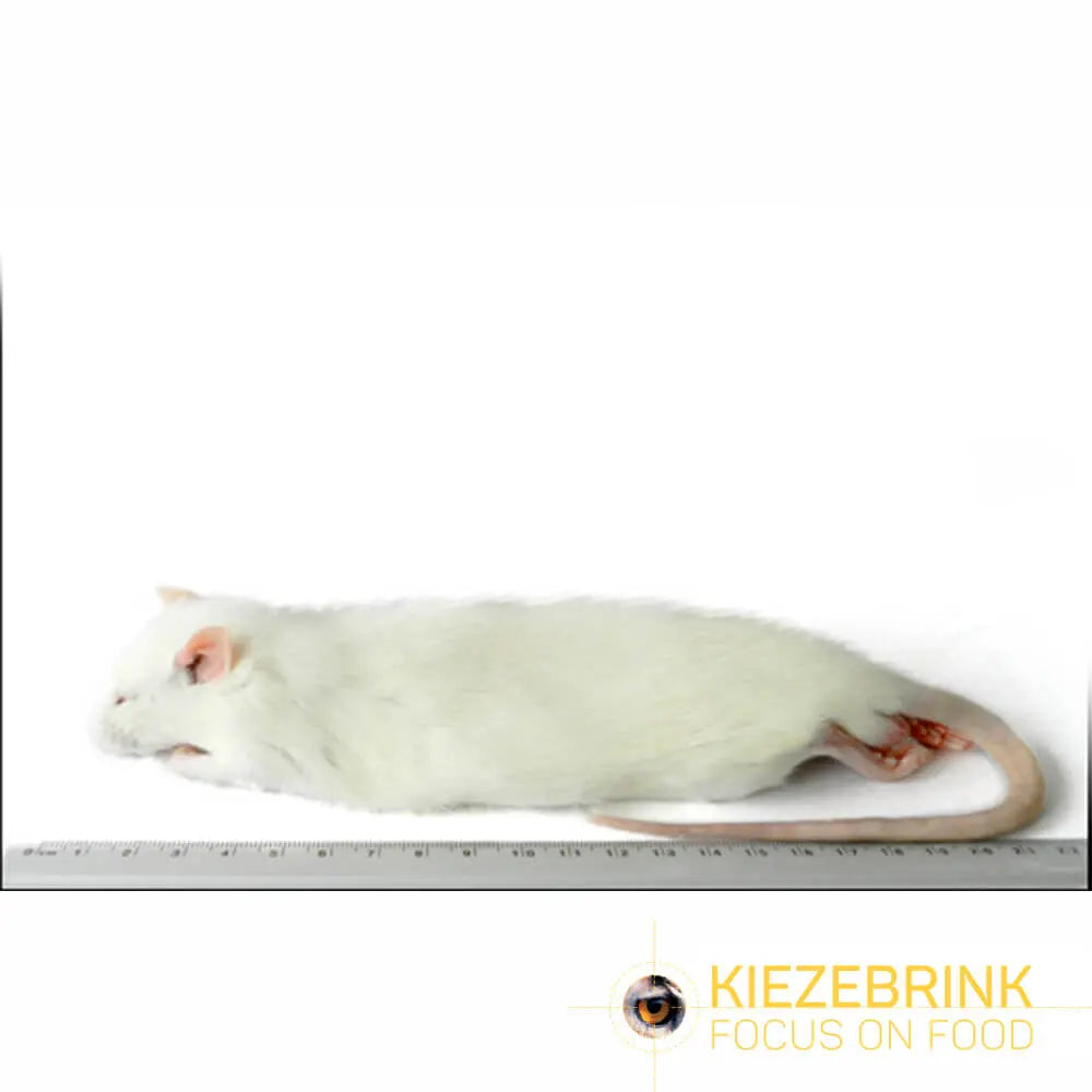 Kiezebrink | Whole Rats