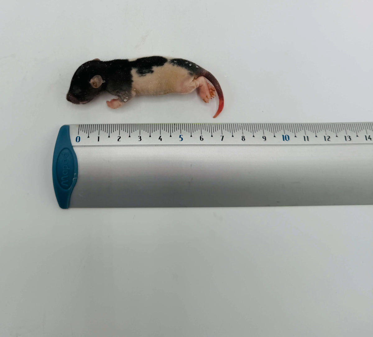Kiezebrink | Whole Rats
