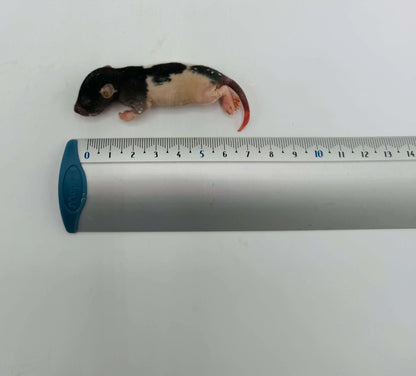 Kiezebrink | Whole Rats