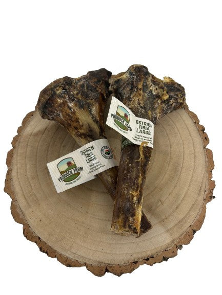 Nova | Large Ostrich Tibia Bone