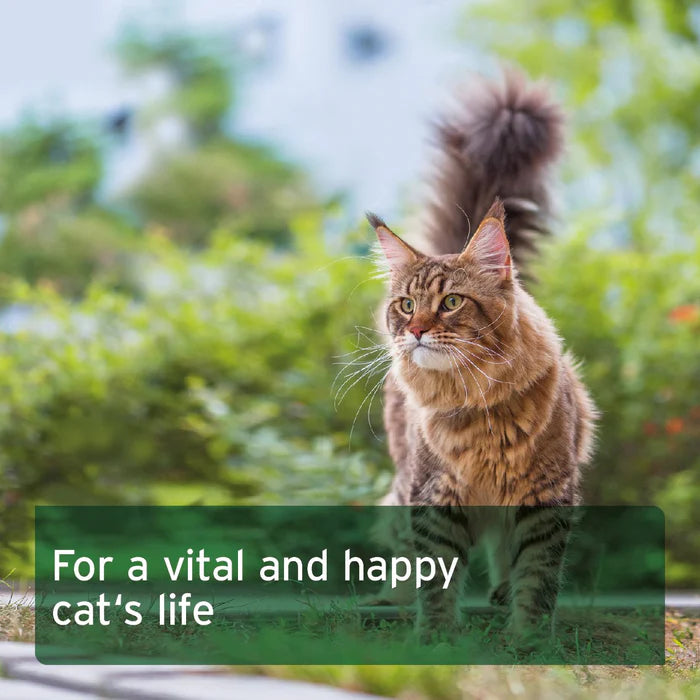 Aniforte | Feline Complete  - Raw Cat Food Supplement 100g