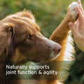 Aniforte | Collagen Powder - Supports Joints, Tendons, Ligament, Cartilage 250g