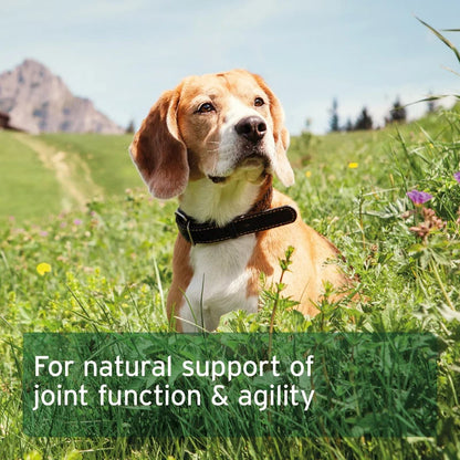 Aniforte | Devil's Claw Root x 100 tablets