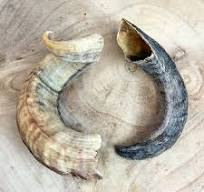Paddock Farm Lamb Horn