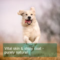 Aniforte | Fur Harmony Vital Powder - Natural Skin & Coat 250g