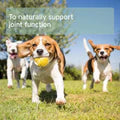 Aniforte | Green Lipped Mussel Powder for Dogs & Cats - Joint Support 100g