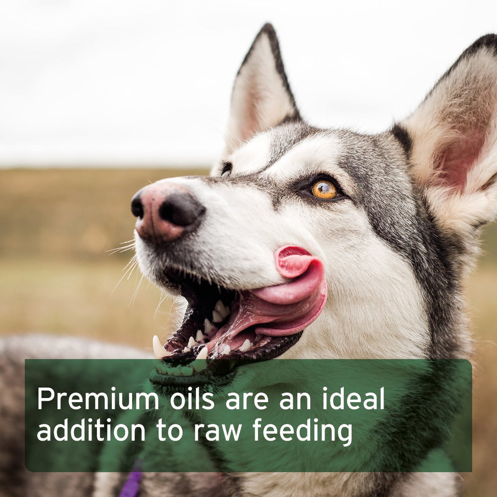 Aniforte | Premium Feed Oil for Dogs 500ml