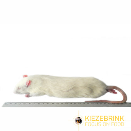 Kiezebrink | Whole Rats
