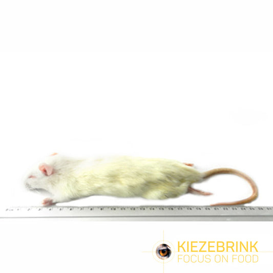 Kiezebrink | Rats Small (5 Pack)