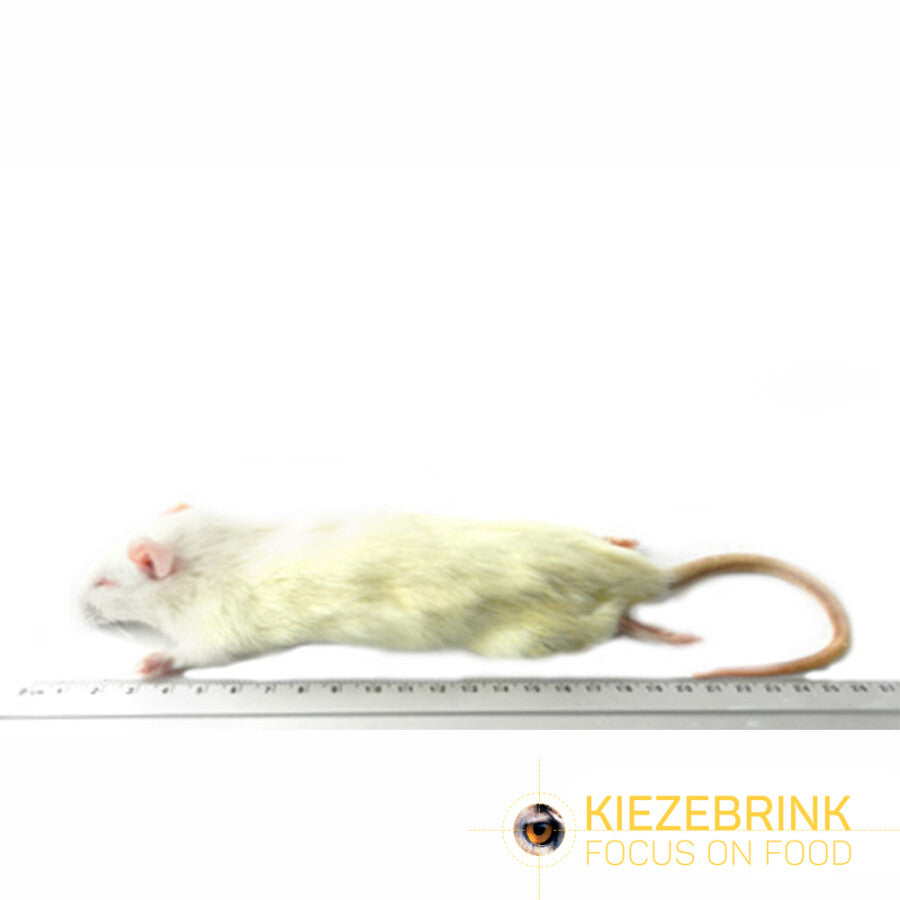 Kiezebrink - Rats Small x5